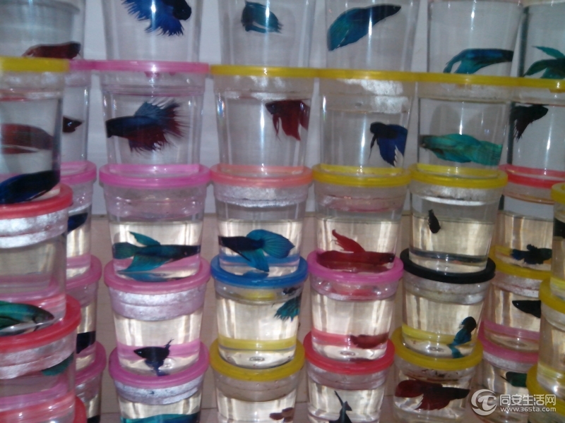 翔安新店 泰国斗鱼批发零售(马尾 狮王 将军 搏击 半月) - 跳蚤市场 - 同安生活网