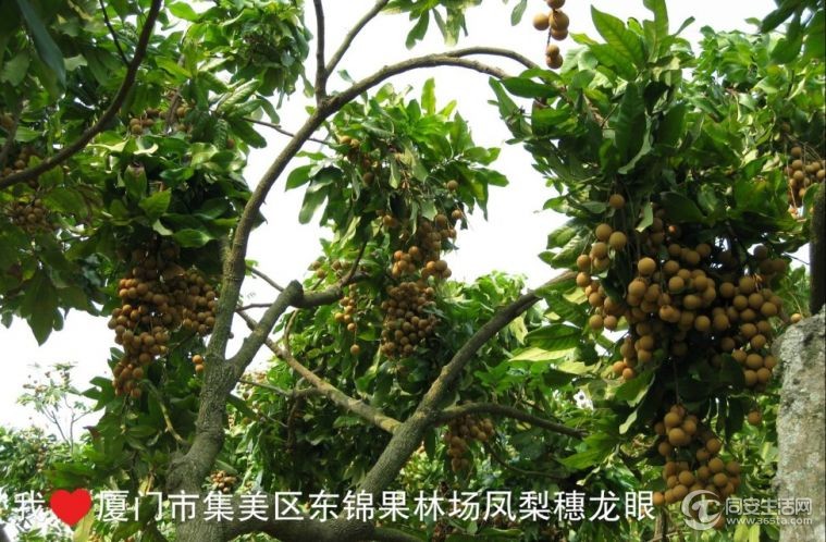 怎么晒龙眼果肉 123457wesdo0iiymydisyd.jpg