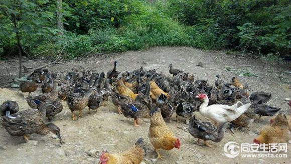 自家散养土鸡土鸭,土鹅,羊肉