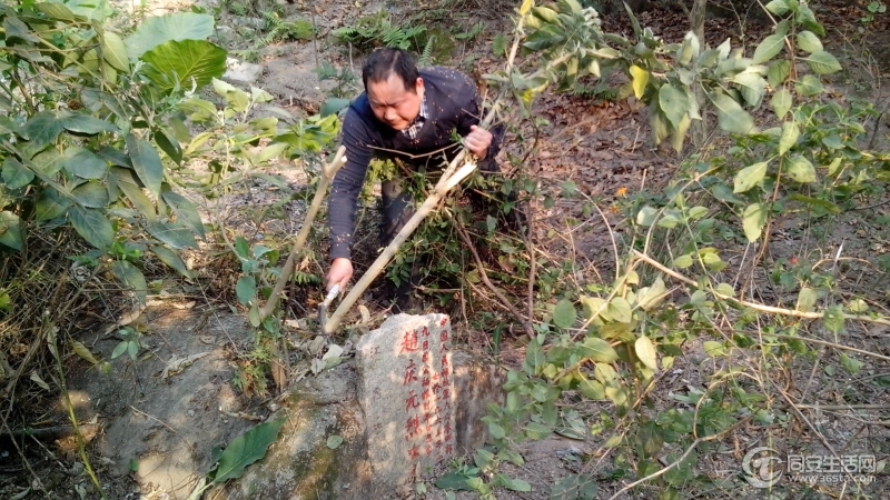 连小树都长到一人多高，