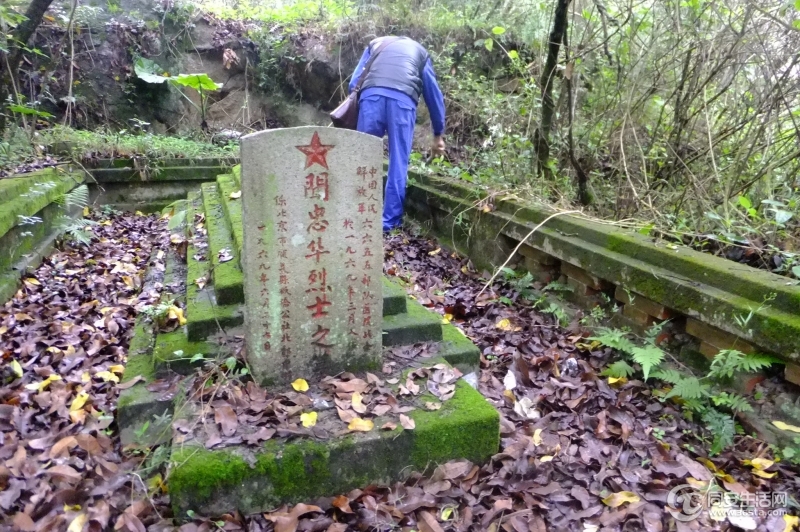 只见龙眼叶又铺满了墓园，